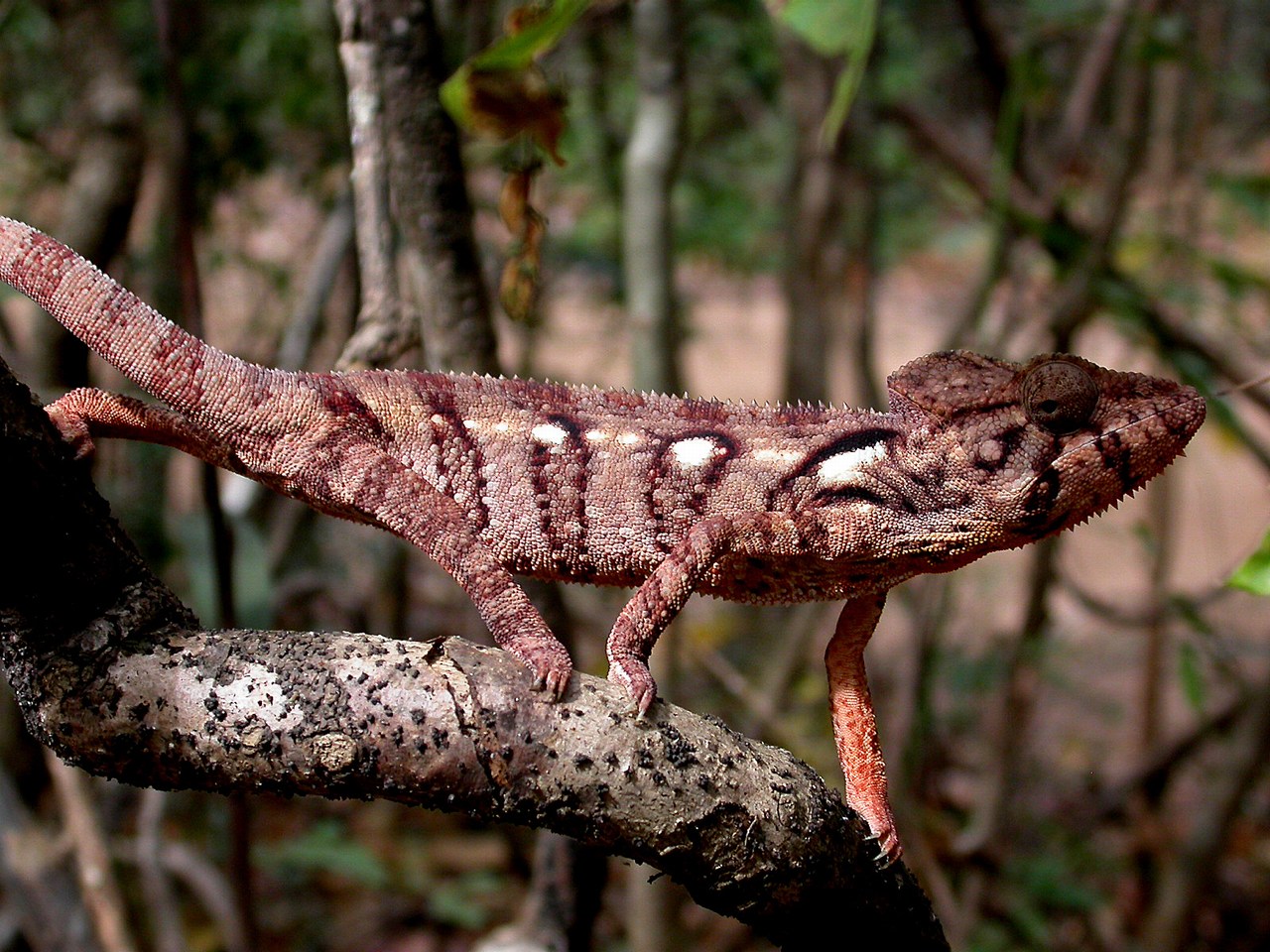 Furcifer oustaleti